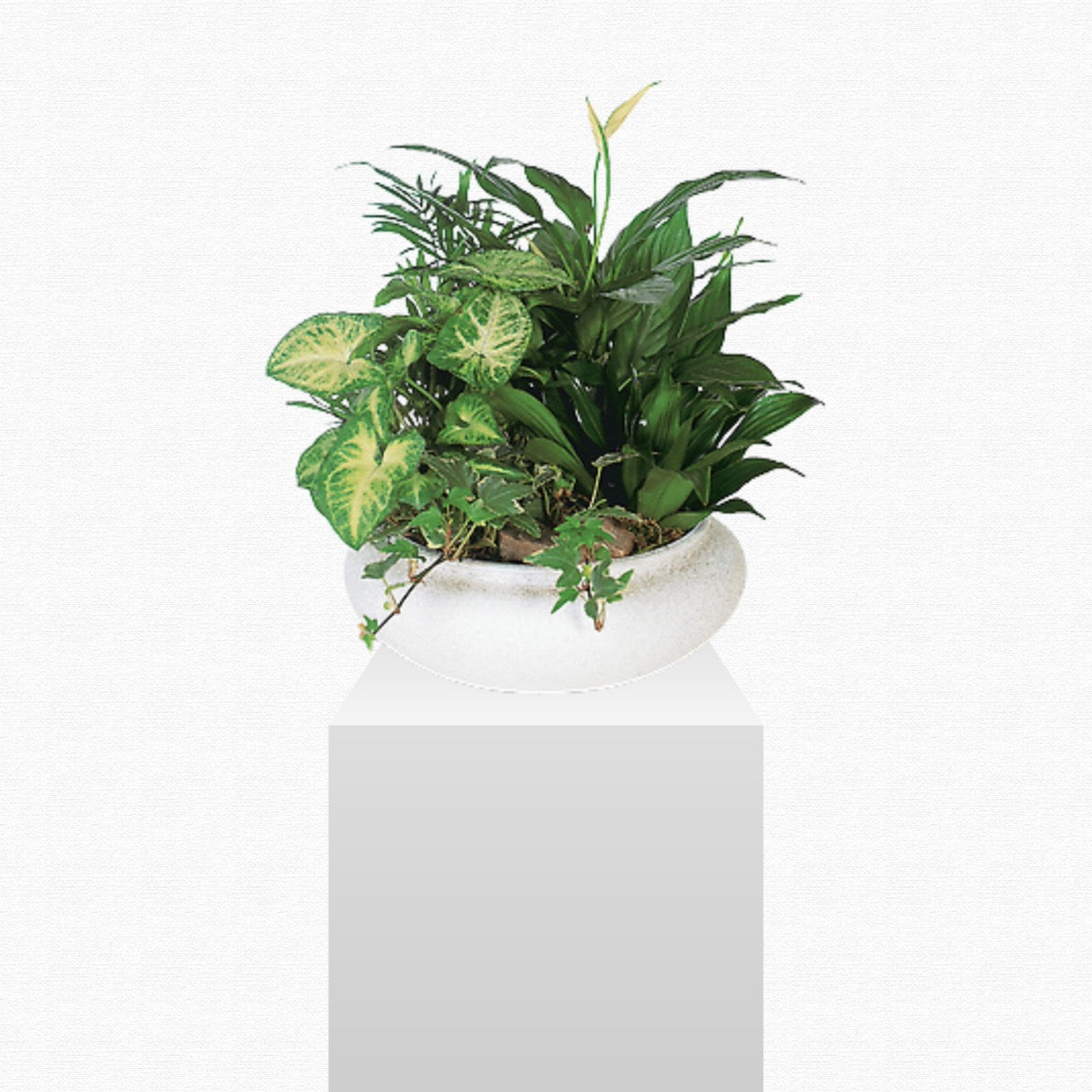 Mixed succulent dish garden - Indoor plant collection by Historic Dade City Florist