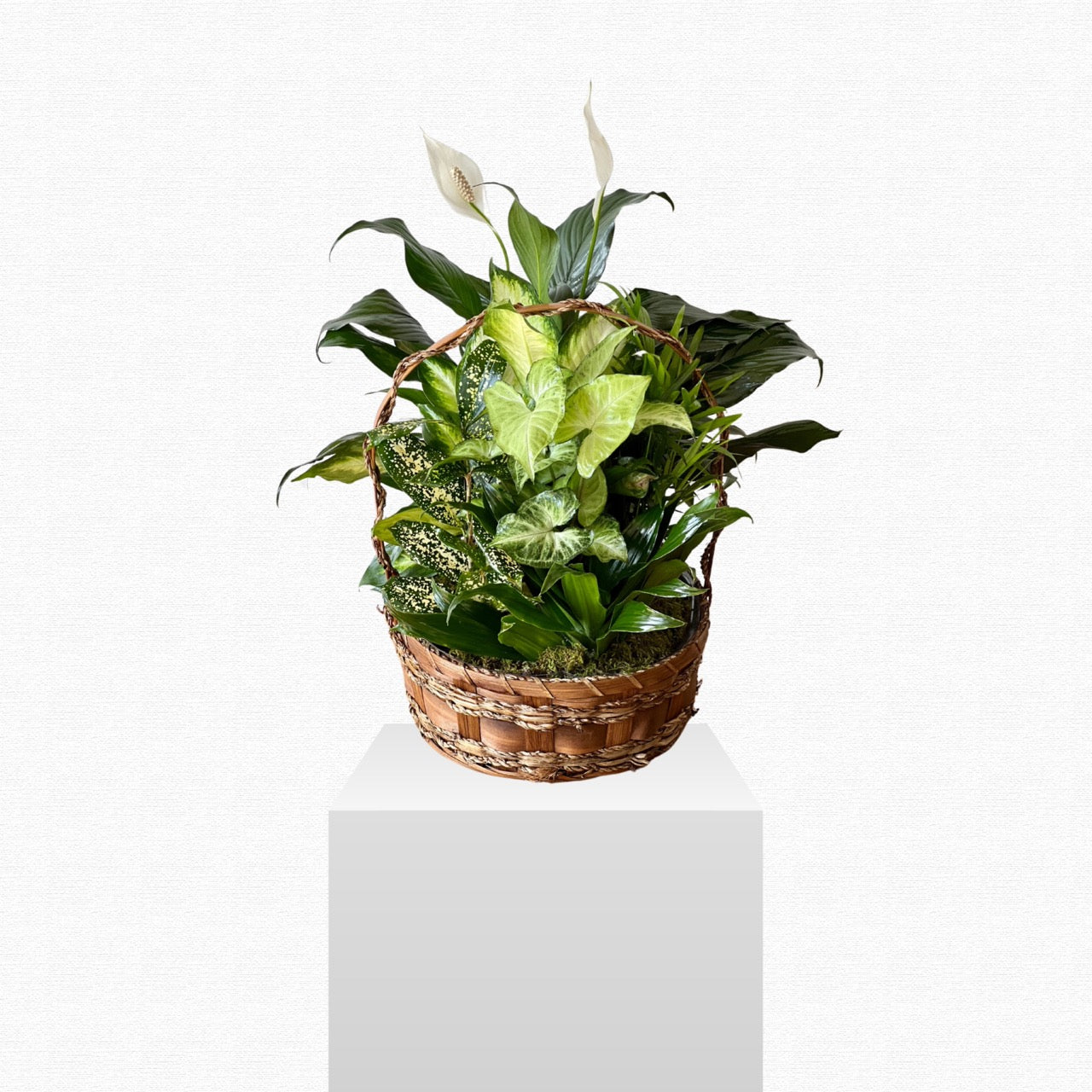 Mixed green plant garden basket - Sympathy Gift by Historic Dade City Florist