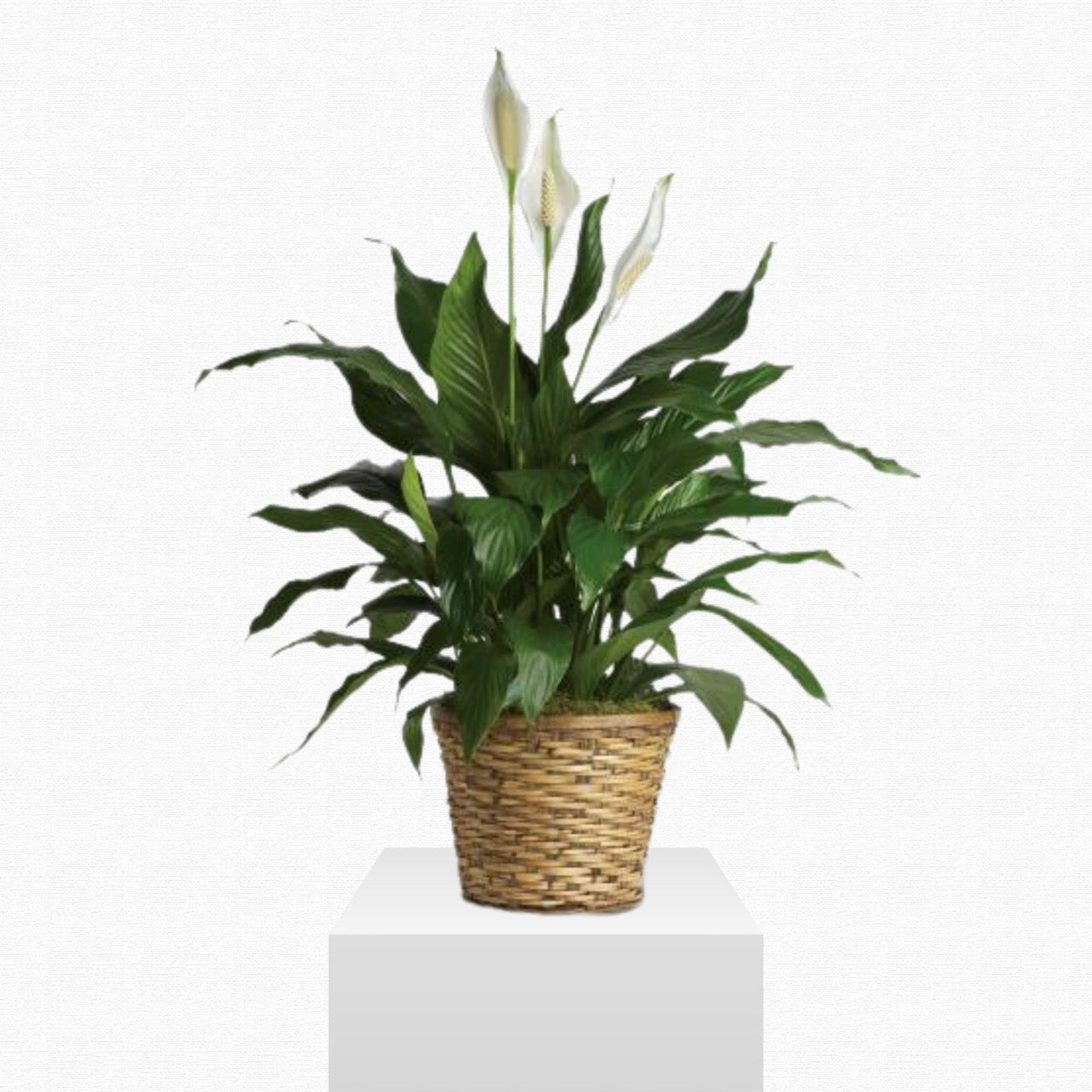 White peace lily plant - Sympathy gift by Historic Dade City Florist